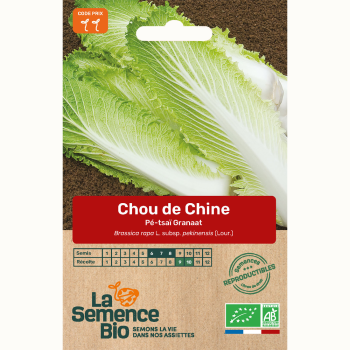 semences-bio-reproductibles-chou-de-chine-pe-tsai-granaat