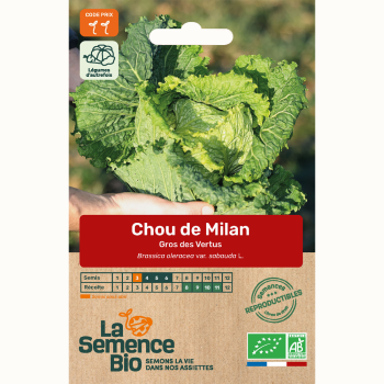 semences-bio-reproductibles-chou-de-milan-gros-des-vertus