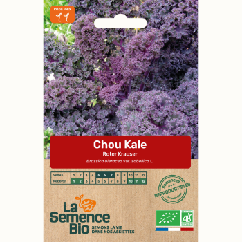 semences-bio-reproductibles-kale-chou-frise-roter-krauser