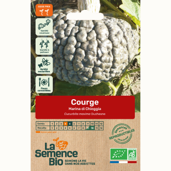 semences-bio-reproductibles-courge-marina-di-chioggia