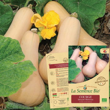 semences-bio-reproductibles-courge-musquee-butternut