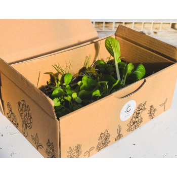 Box de plants 