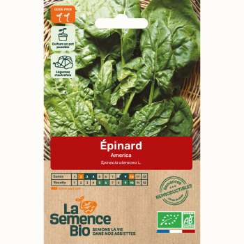 semences-bio-reproductibles-epinard-frise-america