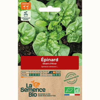 semences-bio-reproductibles-epinard-geant-d-hiver