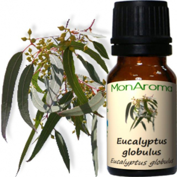 Huile essentielle Eucalyptus Globulus 10ml