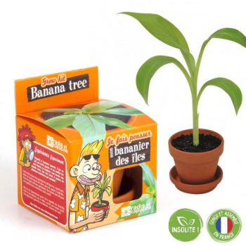 graines-de-bananier-a-faire-pousser-pot-8-cm