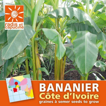 graines-de-bananier-en-sachet