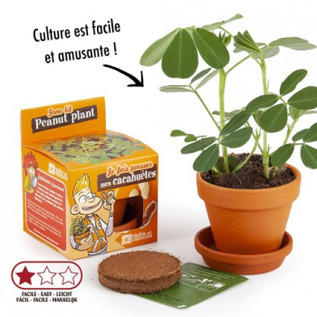 graines-de-cacahuetes-a-faire-pousser-pot-8-cm