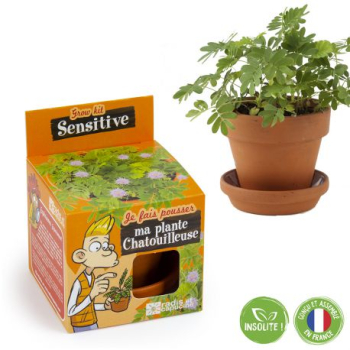 graines-de-mimosa-sensitive-a-faire-pousser-pot-8-cm