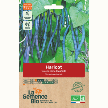 semences-bio-reproductibles-haricot-violet-grimpant-blauhilde