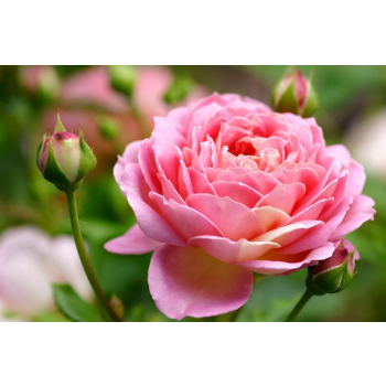 Huile essentielle rose de Damas BIO 1 ml  DROMESSENCE