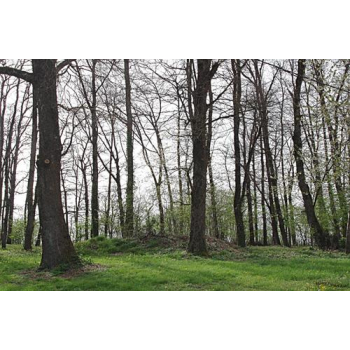 "Forêt" Papier peint vinyle Pan de mur 2X158X250 cm