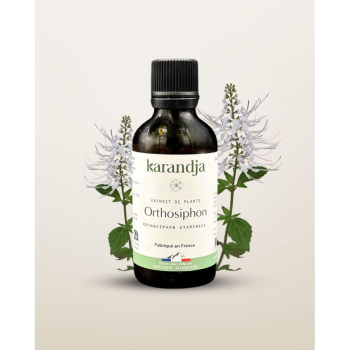 karandja-extrait-de-plante-orthosiphon-50ml-bio-orthosiphon-stamineus