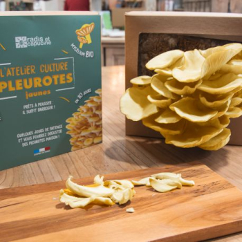 kit-de-culture-pleurotes-bio-jaunes