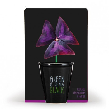 pot-black-6-cm-trefle-pourpre