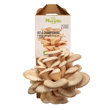 Kit à champignons à faire pousser chez soi - Pleurotes gris