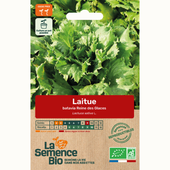 semences-bio-reproductibles-laitue-batavia-reine-des-glaces