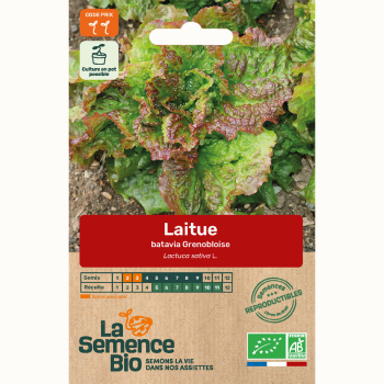 semences-bio-reproductibles-laitue-batavia-rouge-grenobloise-bio