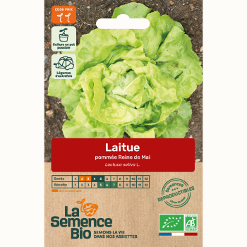 semences-bio-reproductibles-laitue-reine-de-mai
