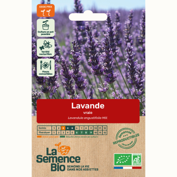 semences-bio-reproductibles-lavande-officinale-bio