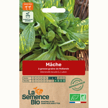 semences-bio-reproductibles-mache-de-hollande-a-grosses-graines