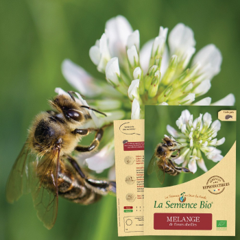 semences-bio-reproductibles-melange-fleurs-abeilles-bio