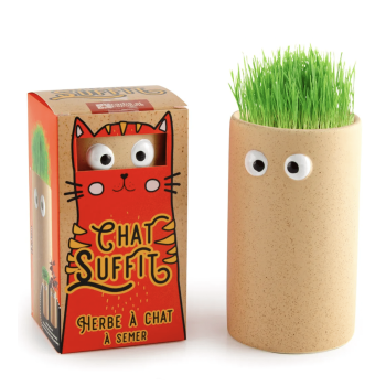 Chat suffit : Herbe à chat à semer