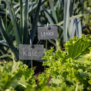 Marqueur de plantes en ardoise sur tige