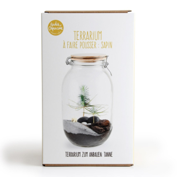 Terrarium végétal à faire soi-même - Sapin de Noël