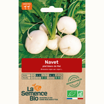 semences-bio-reproductibles-navet-plat-blanc-bio