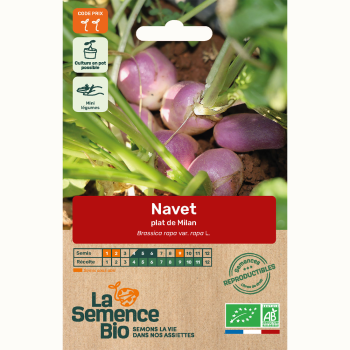 semences-bio-reproductibles-navet-plat-de-milan-bio