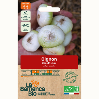 semences-bio-reproductibles-oignon-blanc-premier-bio