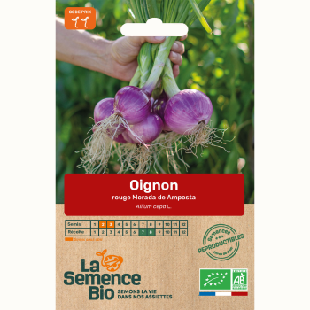 semences-bio-reproductibles-oignon-rouge-morada-de-amposta-bio