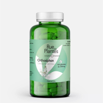 Orthosiphon_-_Rue_Des_Plantes-106178