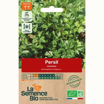 semences-bio-reproductibles-persil-commun-bio