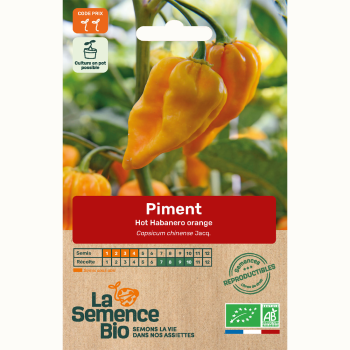 semences-bio-reproductibles-piment-habanero-orange-bio