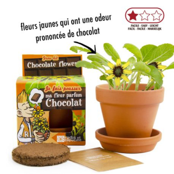 plante-chocolat-pot-8-cm