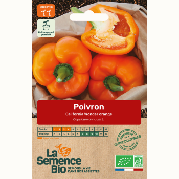 poivron-california-wonder-orange-bio