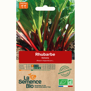 semences-bio-reproductibles-rhubarbe-victoria-bio