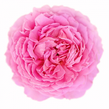 Huile essentielle Rose de mai 5ml (absolue) DROMESSENCE