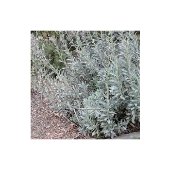 Huile essentielle Sauge Blanche 10 ml DROMESSENCE