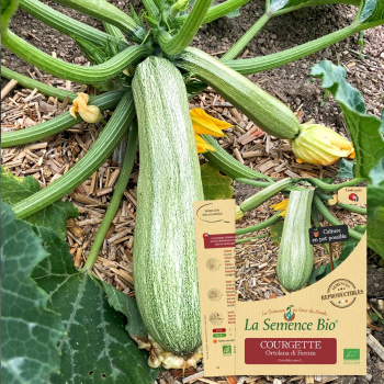 courgette-ortolana-di-faenza-bio