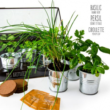 serre-chassis-black-plantes-aromatiques-bio