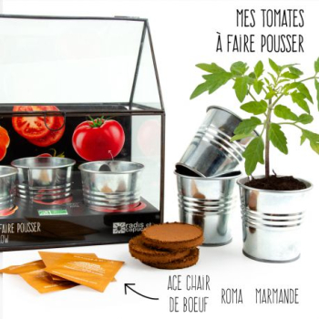serre-chassis-black-tomates-a-semer
