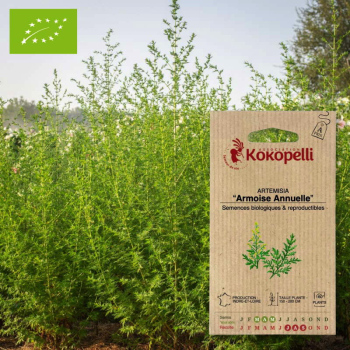 Sachet de graines bio à semer -Artemisia Armoise annuelle
