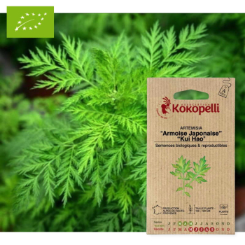 Sachet de graines bio à semer -Artemisia Armoise Japonaise