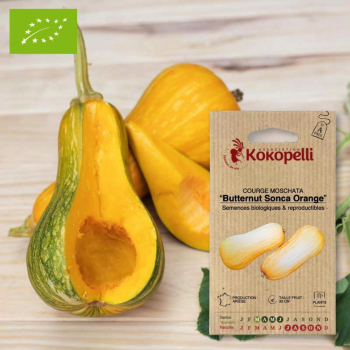 Sachet de graines bio à semer - Courge Moschata Butternut Sonca Orange