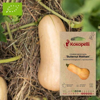 Sachet de graines bio à semer - Courge Moschata Butternut Waltham