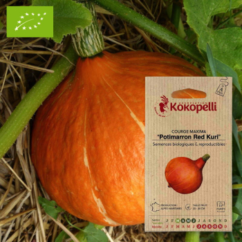 Sachet de graines bio à semer - Courge Maxima Potimarron Red Kuri