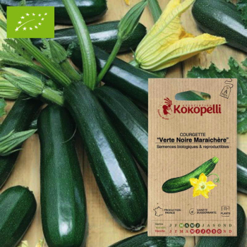 Sachet de graines bio à semer - Courgette Verte Noire Maraichère